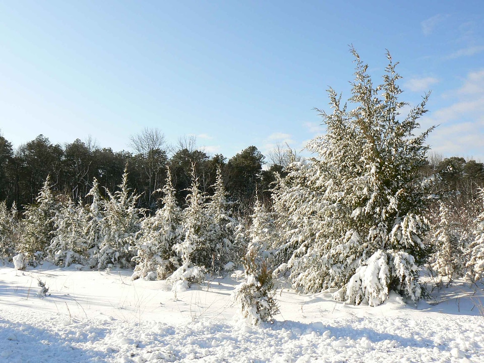 Countryside pine snow