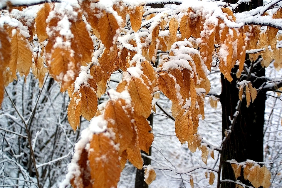 Frost nature trees