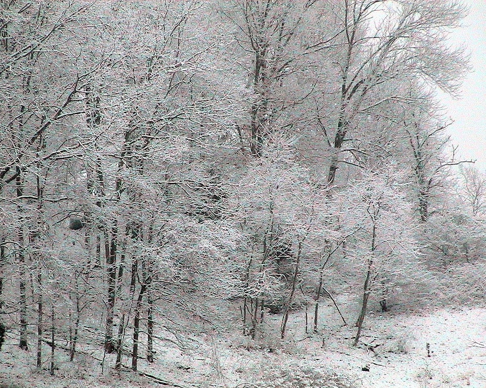 Line tree 