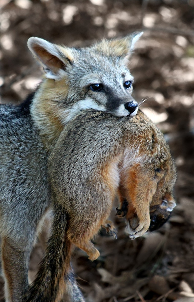 Wild animal nature
