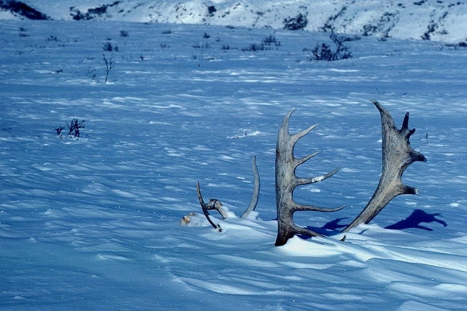 Caribou scene winter