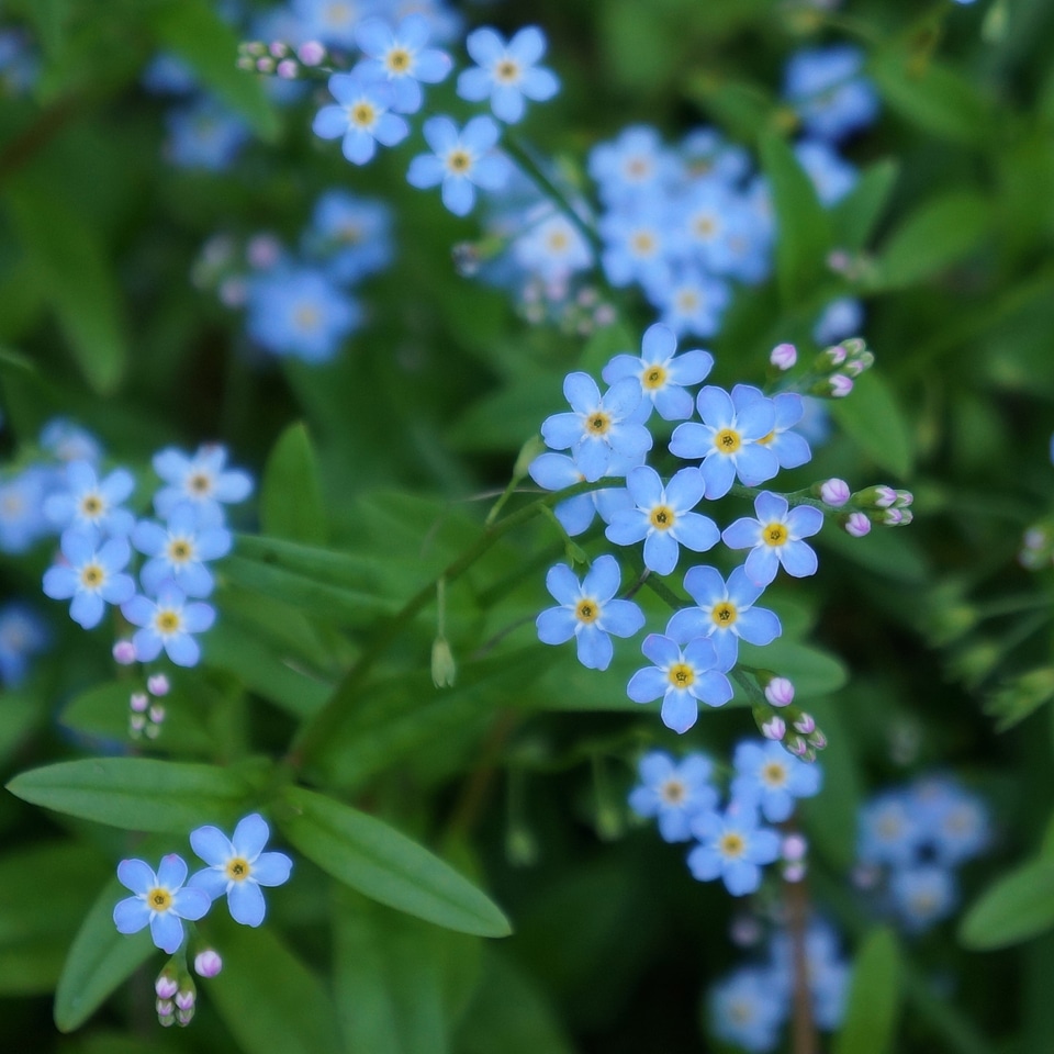 Small blue flowers sensitive gentle
