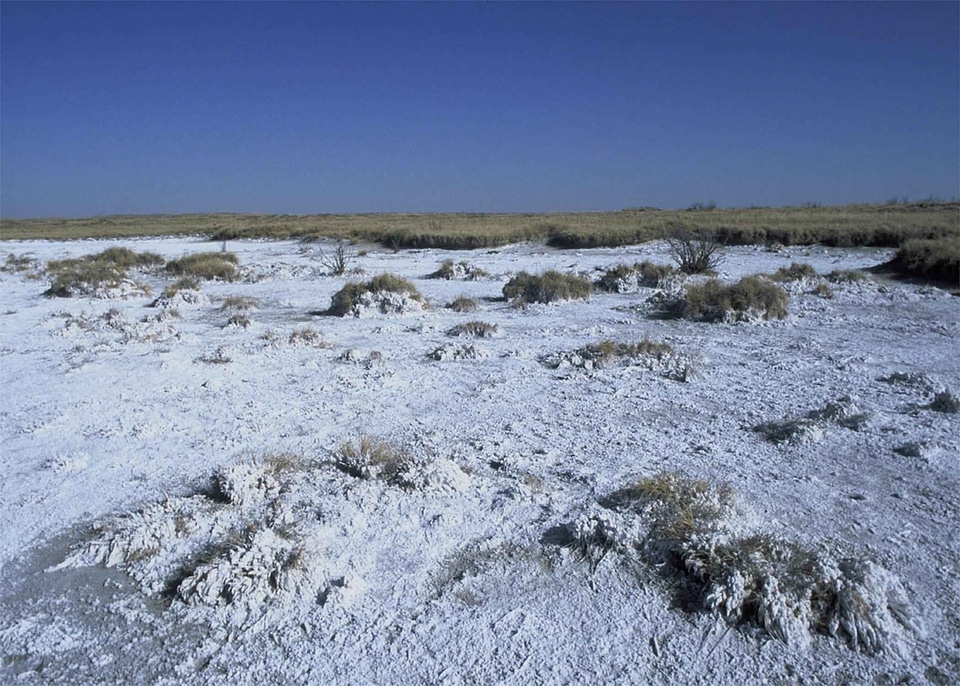 Grass Plants snow winter