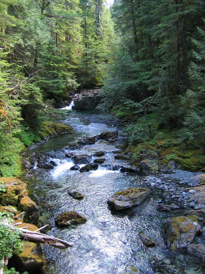 Arroyo domestic forest