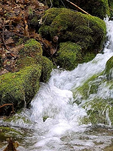 Leaves water 
