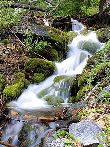 Leaves water 