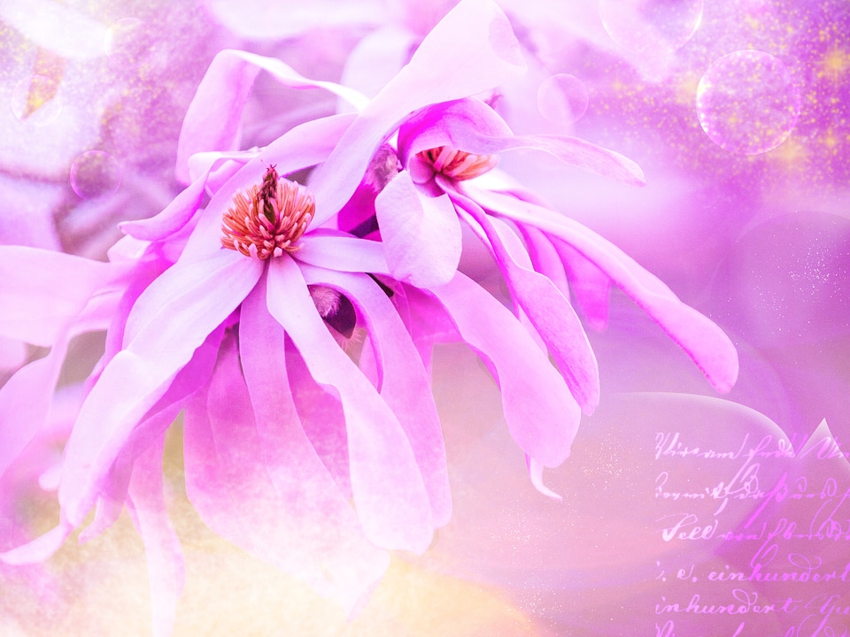 Pink beautiful tender