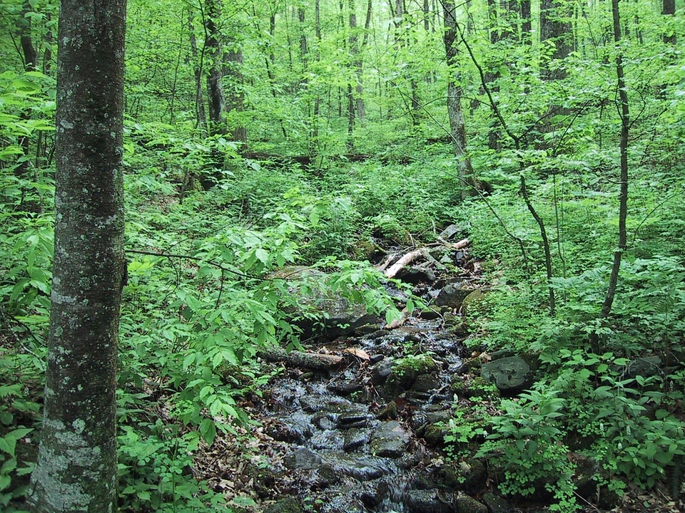 Brook canada running
