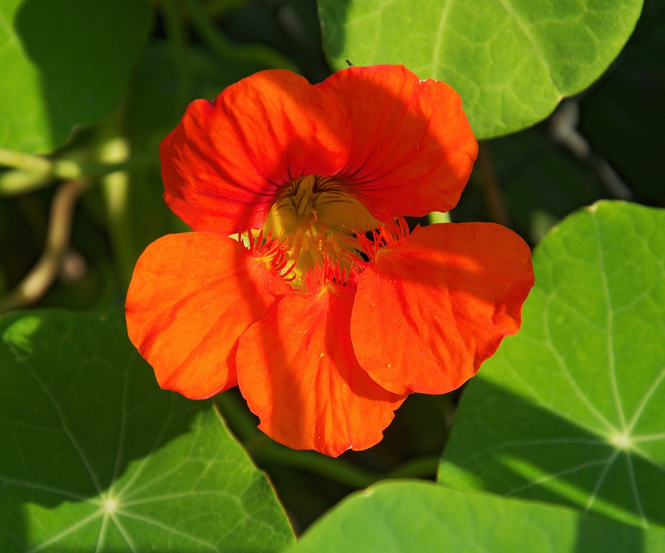Flower red green