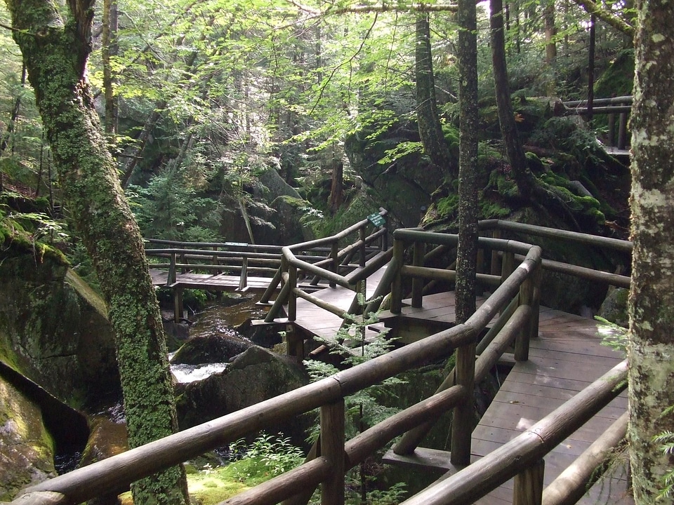 Bridge forest wooden photo