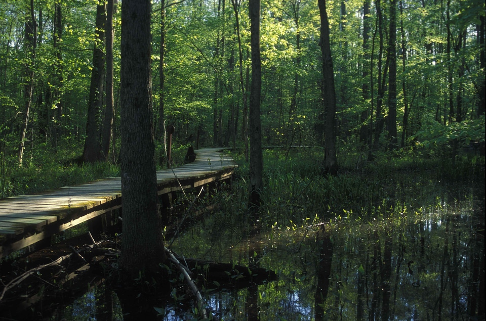 Board chimney habitat