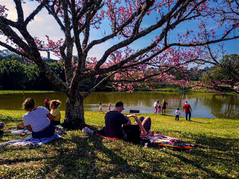 4 Festival das Cerejeiras Sakura Matsuri, São Roque, 2022