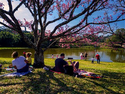 4 Festival das Cerejeiras Sakura Matsuri, São Roque, 2022 photo