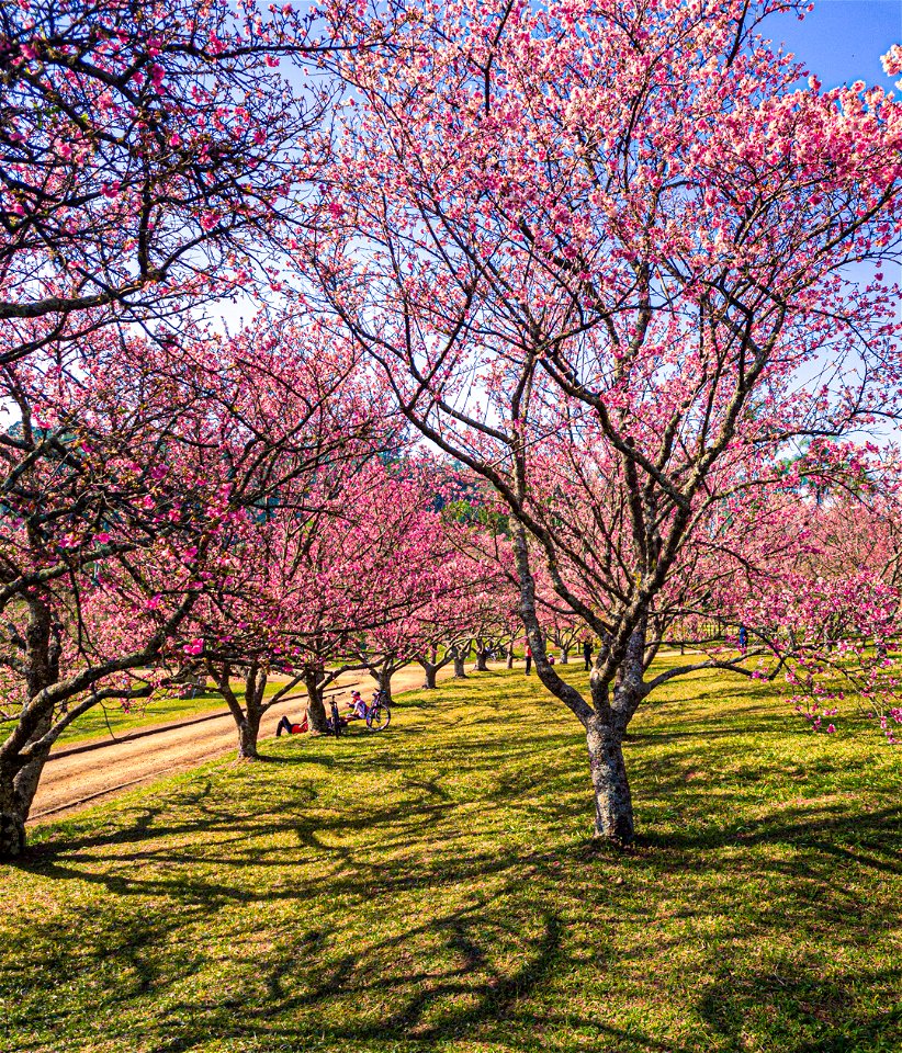 2 Festival das Cerejeiras Sakura Matsuri, São Roque, 2022