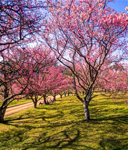 2 Festival das Cerejeiras Sakura Matsuri, São Roque, 2022