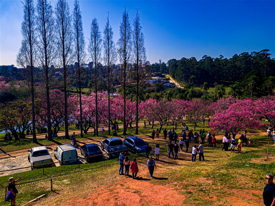 5 Festival das Cerejeiras Sakura Matsuri, São Roque, 2022