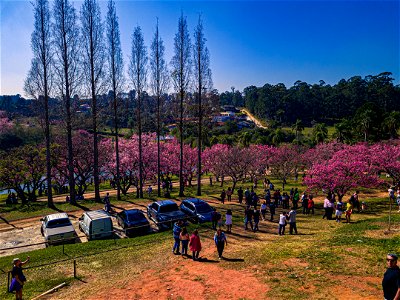 5 Festival das Cerejeiras Sakura Matsuri, São Roque, 2022 photo