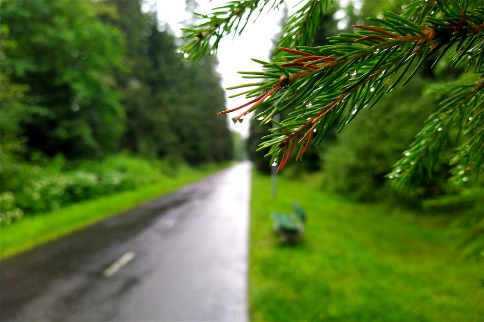 Raindrops