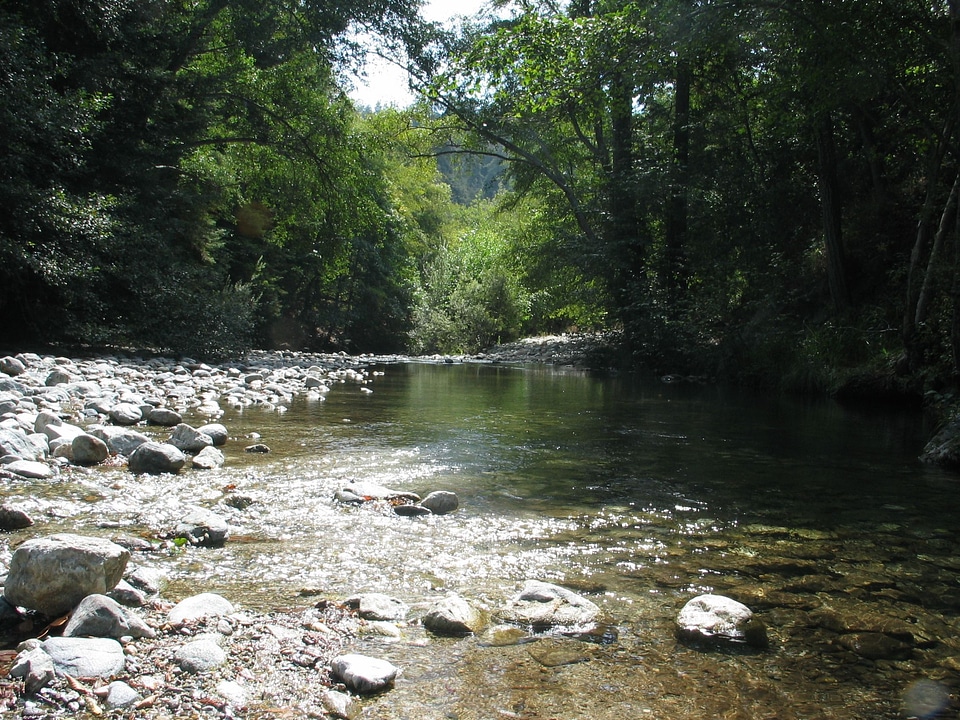Brook trees 