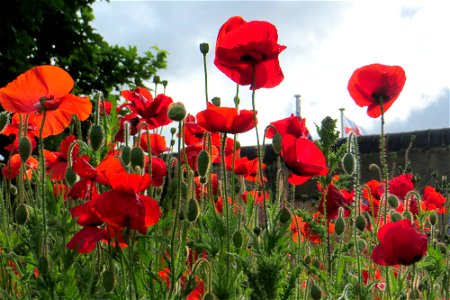 Poppies 3 photo