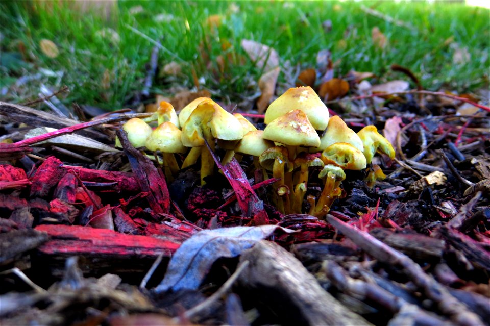 Project 365 #307: 031114 Crazy Mushroom Blues
