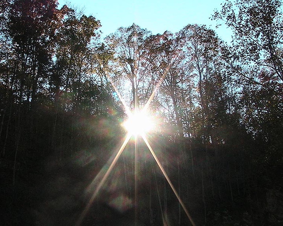 Dawn forest 