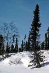 Flora forest red spruce