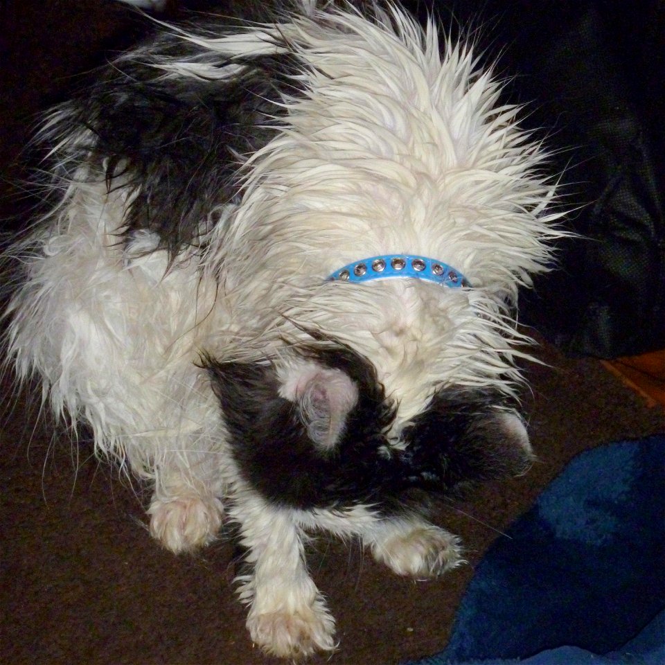 Soggy Kitty