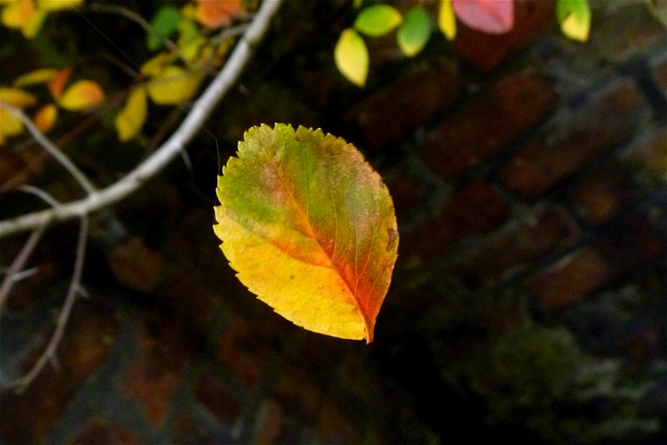Project 366 #281: 071012 Turning Leaf
