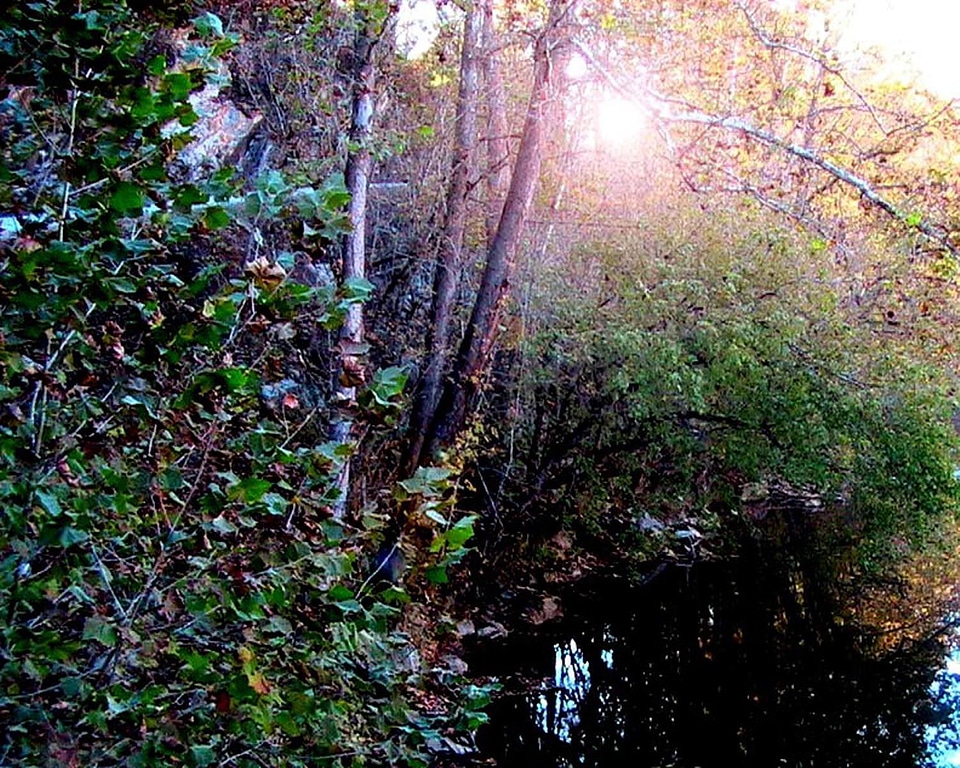 Arroyo copper trees