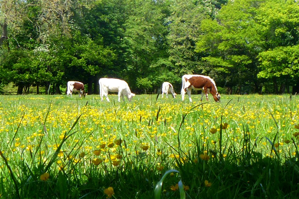Project 365 #153: 020613 Hungry Little Cows!