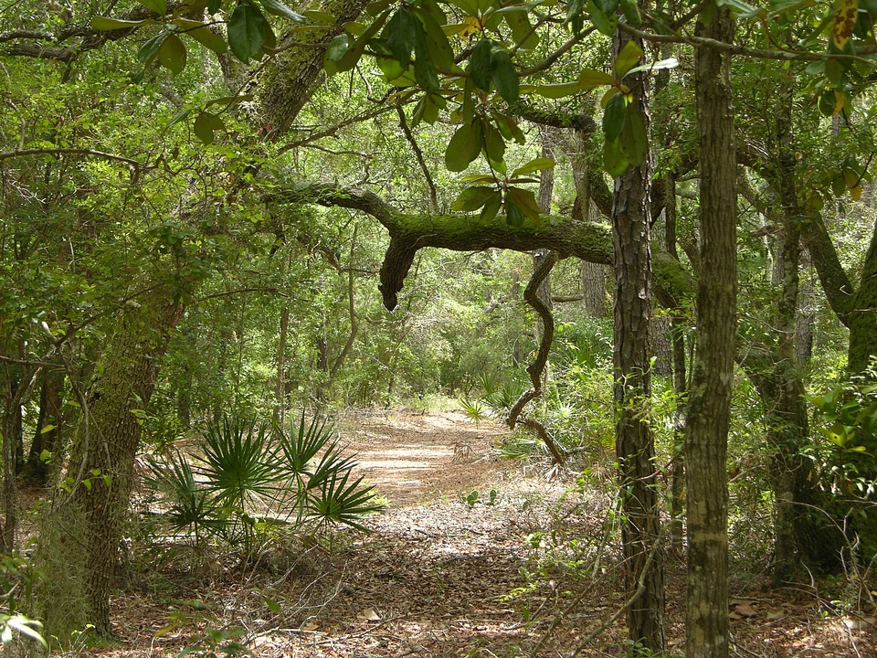 Chimney forest habitat