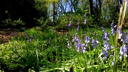 Project 365 #112: 220415 In Bluebell Woods photo