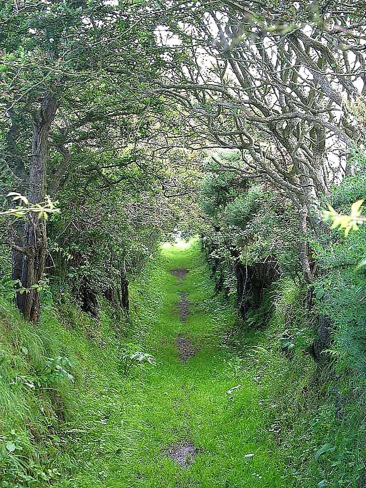 Footpath lumber 