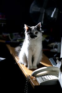 Lucy as a Kitten 5