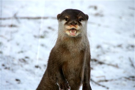 Otter in the Snow photo