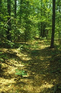 Forest road tobacco