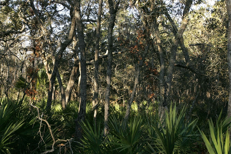 Crops flora forest