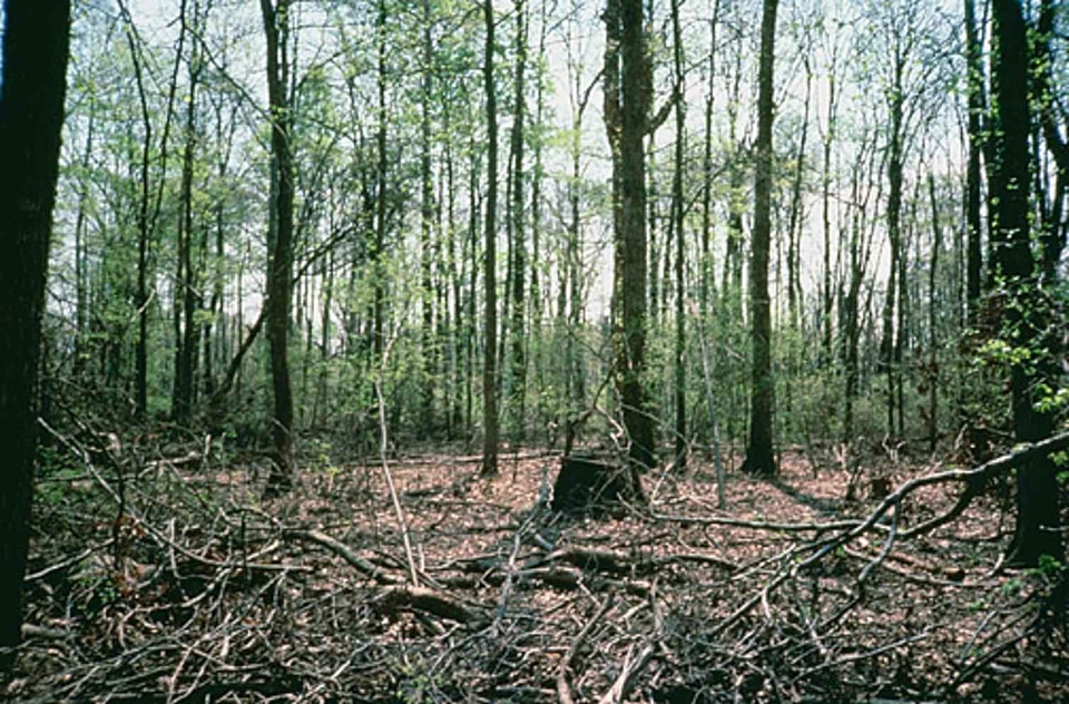 Forest  