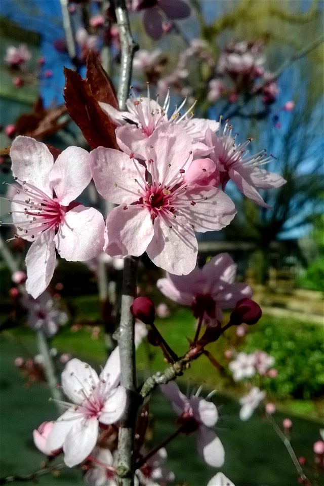 Project 365 #62: 030314 Blackberry Blossom