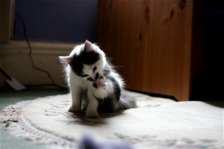 Lucy as a Kitten 3 photo