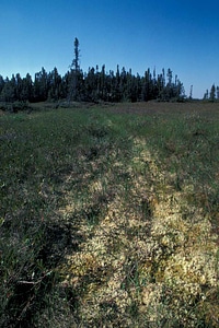 Border forest vegetation
