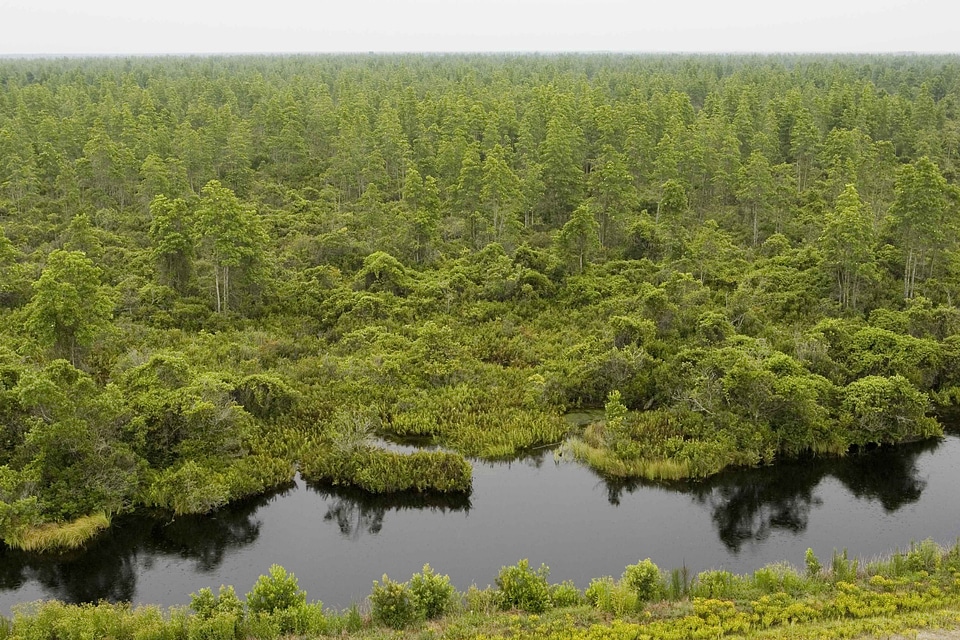 Border forest lake