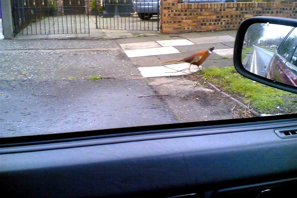 Project 365 #99 090409 You See Some Odd Birds In Childwall