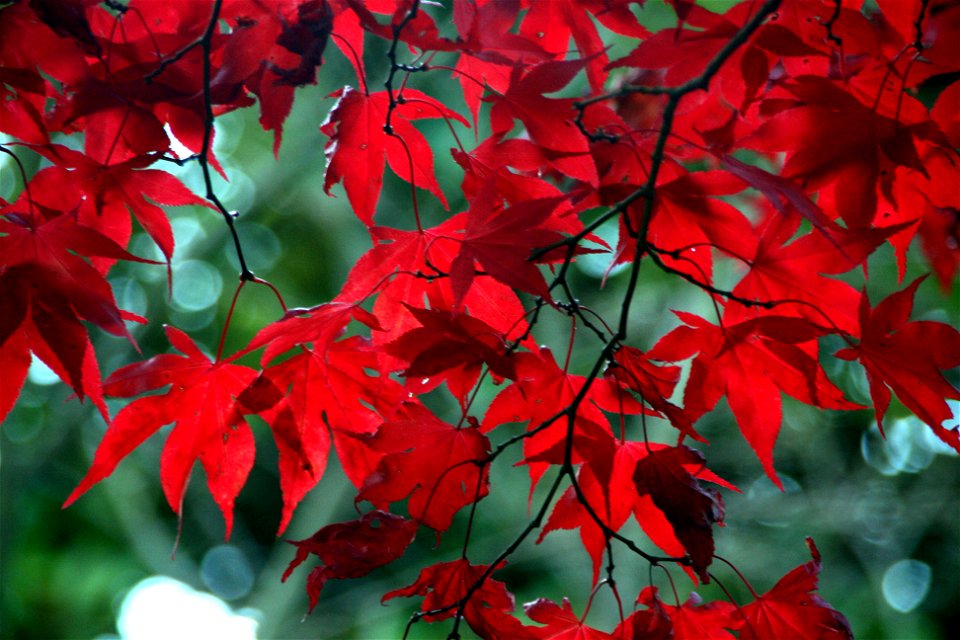 Seeing Red Again