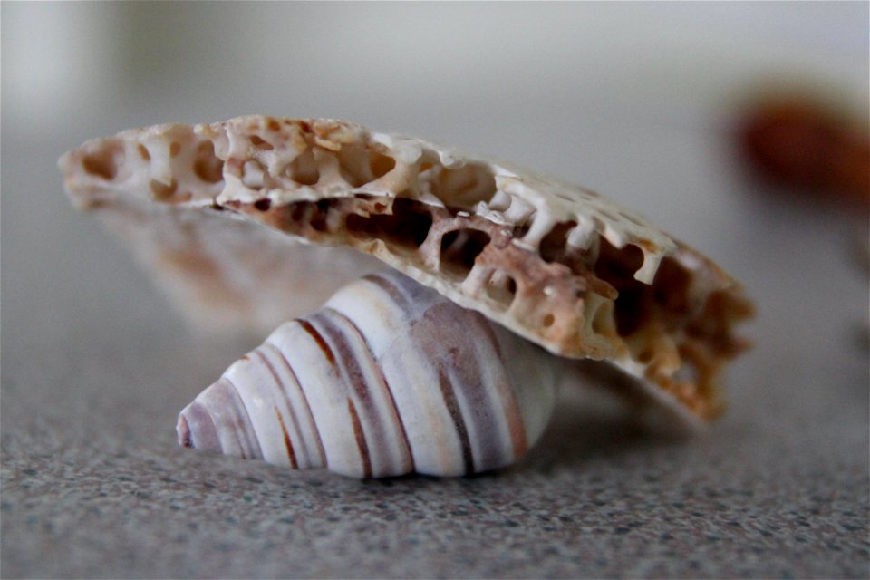 Project 365 #286: 131014 Hide In Your Shell