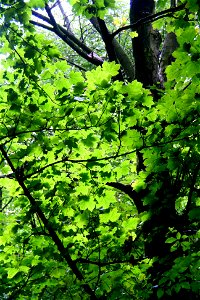 Croxteth Country Park - Light through Leaves photo