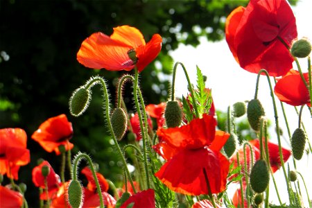 Poppies 2 photo