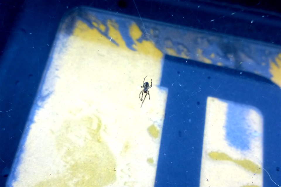 Project 365 #177: 260614 Spider In My Web