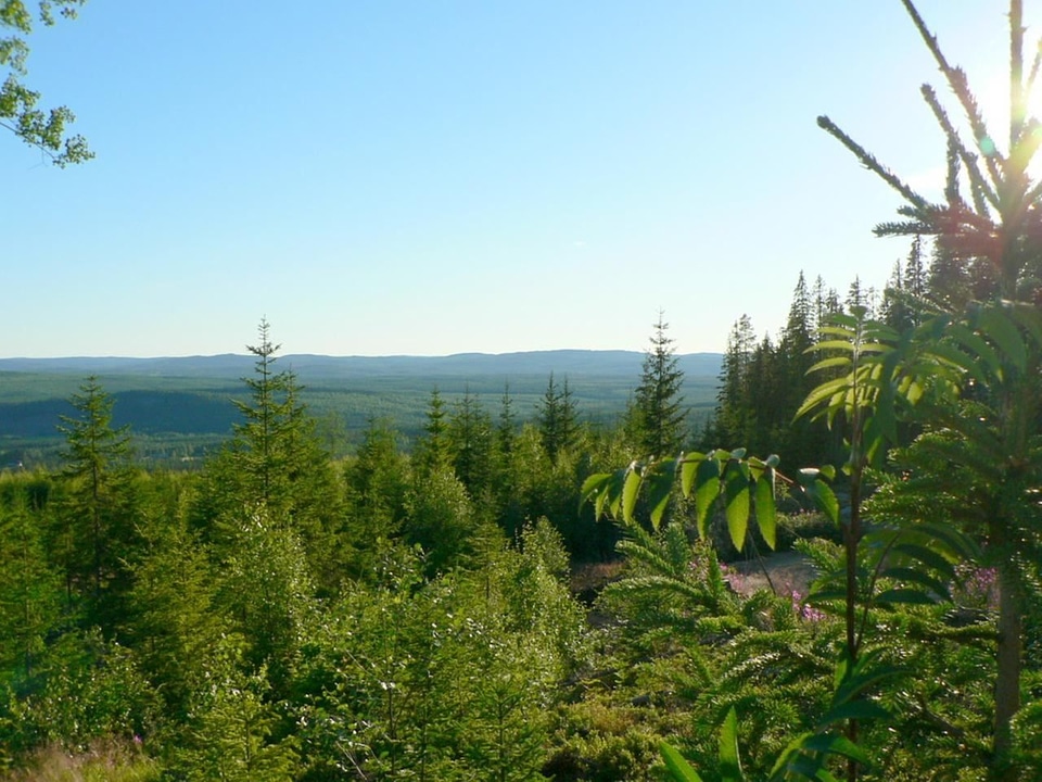 Forest perspective 